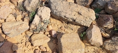 Euphorbia oxystegia