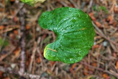 Maianthemum dilatatum
