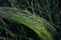 Stipa tirsa