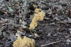 Basidiomycota