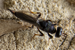 Balcha indica