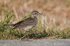 Anthus petrosus