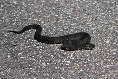 Agkistrodon piscivorus