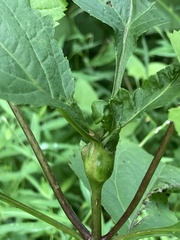 Asphondylia eupatorii