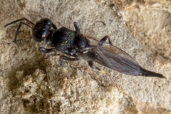 Balcha indica
