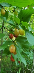 Cornus mas