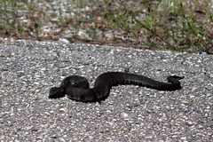 Agkistrodon piscivorus