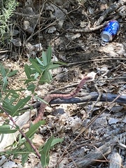 Masticophis flagellum testaceus