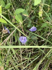 Centrosema virginianum