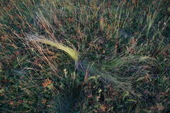 Stipa tirsa