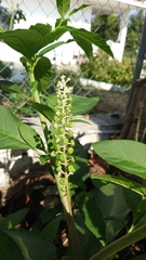 Phytolacca americana