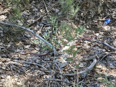 Masticophis flagellum testaceus