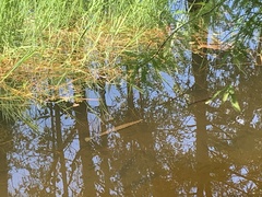 Lepisosteus platyrhincus