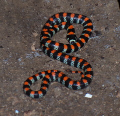 Scolecophis atrocinctus