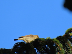 Hippolais icterina