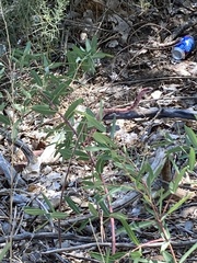 Masticophis flagellum testaceus