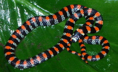 Scolecophis atrocinctus