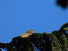 Hippolais icterina