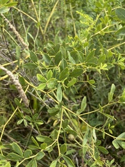 Baptisia alba