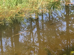 Lepisosteus platyrhincus