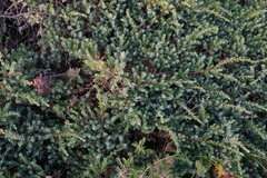 Juniperus communis hemisphaerica