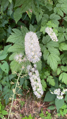 Actaea racemosa