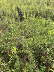 Baptisia alba