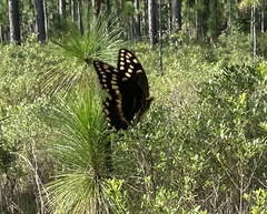 Papilio palamedes