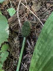 Lysichiton americanus