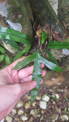 Polypodiaceae