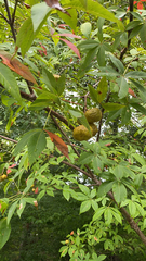 Aesculus glabra