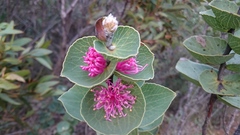 Hakea cucullata