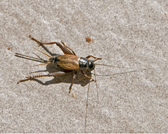 Gryllus pennsylvanicus