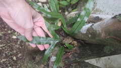 Polypodiaceae
