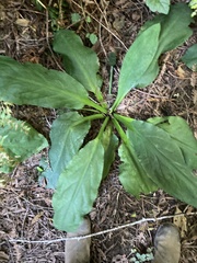 Lysichiton americanus