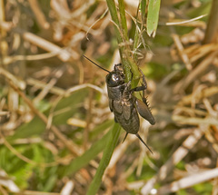 Gryllus pennsylvanicus