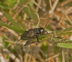 Gryllus pennsylvanicus