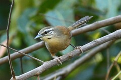 Cantorchilus leucotis