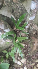 Polypodiaceae