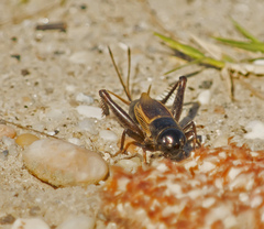 Gryllus pennsylvanicus