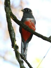 Trogon curucui