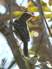 Elaenia
