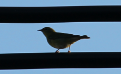 Leiothlypis peregrina