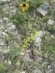 Solidago nemoralis