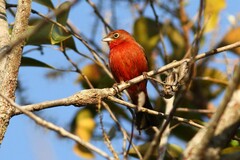 Coryphospingus cucullatus