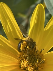 Andrena helianthi