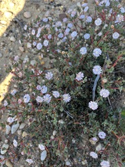 Ruschieae