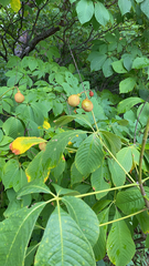 Aesculus parviflora