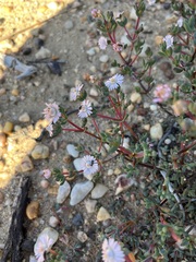 Ruschieae