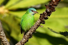 Dacnis cayana